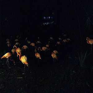 Zoo Lights Caribbean Flamingos