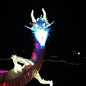 Zoo Lights 40 Foot Lighted Dragon