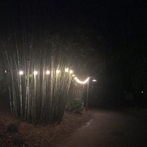 Zoo Lights Bamboo Trail