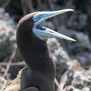Brown Booby