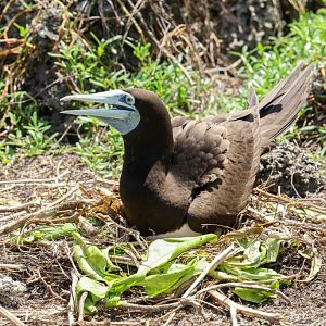 Brown Booby on nest