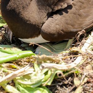 Brown Booby on egg