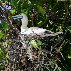 Red-footed Booby on nest