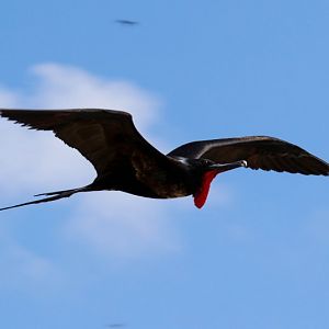 Greater Frigatebird male