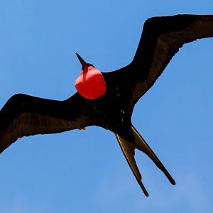 Greater Frigatebird male