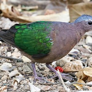 Christmas Island Emerald Dove