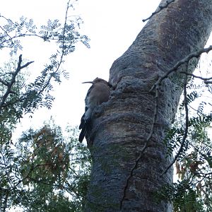 Madagascar hoopoe