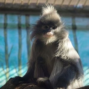 Indochinese gray langur