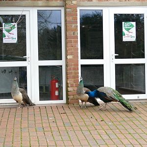 Investigate Insects, January 2019