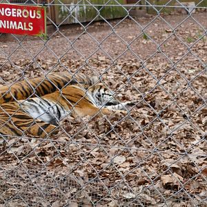 Sumatran tigers, January 2019