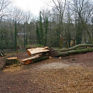 Asiatic lion enclosure, January 2019