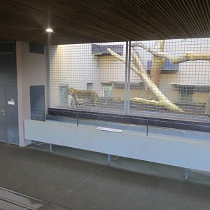 Persian leopard indoors 011218