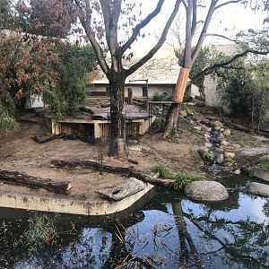 Asiatic lion outdoors 011218