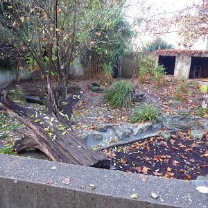 Bush dog enclosure 011218