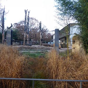 Asian elephant outdoors 011218