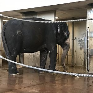 Asian elephant 011218