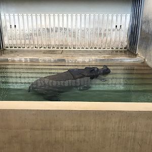 Indian rhinoceros 011218