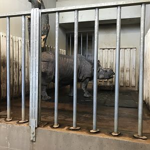 Indian rhinoceros indoors 011218