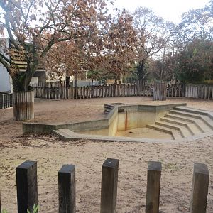 Indian rhinoceros outdoors 011218