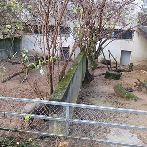 Babirusa outdoors 011218