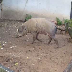 Sulawesi babirusa 011218