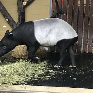 Malayan tapir 011218