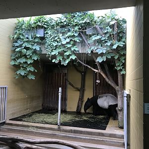 Malayan tapir indoors 011218