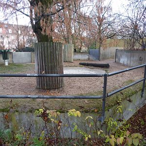 Malayan tapir outdoors 011218