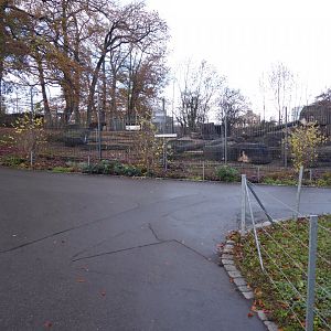 Mishmi takin enclosure 011218