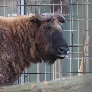 Mishmi takin 011218