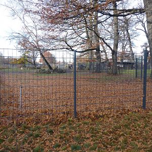 American bison paddock 011218