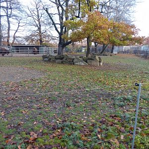 American bison paddock 011218