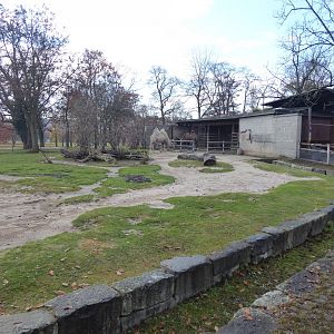Bactrian camel enclosure 011218