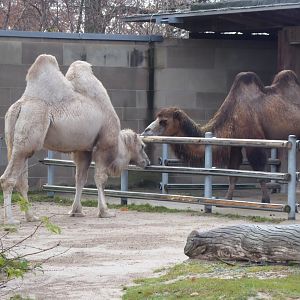 Bactrian camels 011218