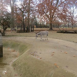 Somali wild ass enclosure 011218