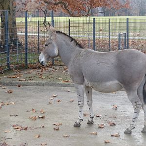 Somali wild ass 011218