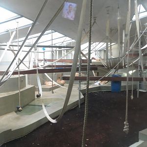 Sumatran orangutan indoors 011218