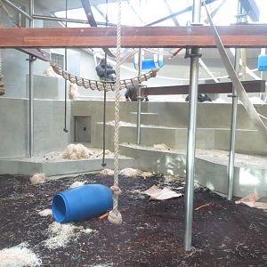 Western lowland gorilla indoors 011218