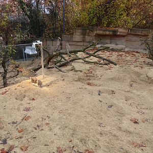 Meerkat enclosure 011218
