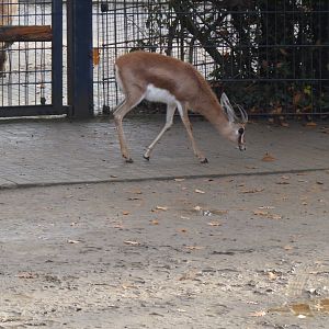 Saharan dorcas gazelle 011218