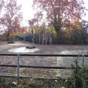 Giraffe and Lesser kudu enclosure 011218