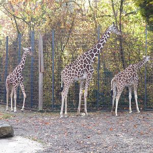 Reticulated giraffes 011218