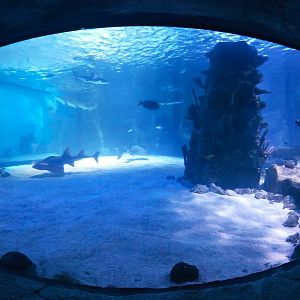 Jan. 2019 - Surrounded by Sharks - Middle Viewing