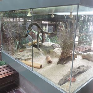 Giraffe House - Round-eared elephant shrew exhibit 011218