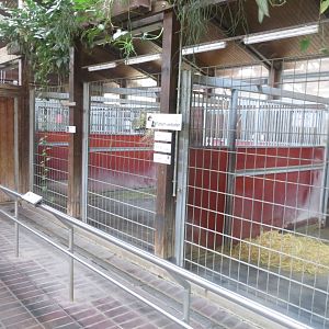 Giraffe House - Okapi indoors 011218