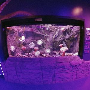 Jan. 2019 - New 2018! The Ring of Fire - Giant Pacific Octopus Tank