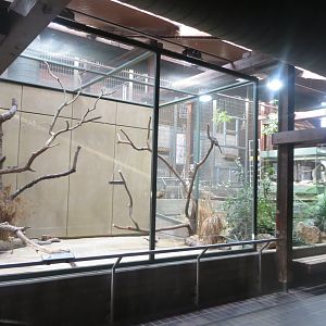 Giraffe House - Von der Decken's hornbill indoors 011218