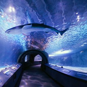 Jan. 2019 - Surrounded by Sharks