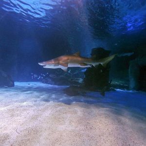 Jan. 2019 - Surrounded by Sharks