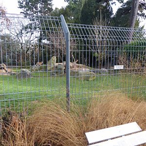 Cheetah enclosure 011218